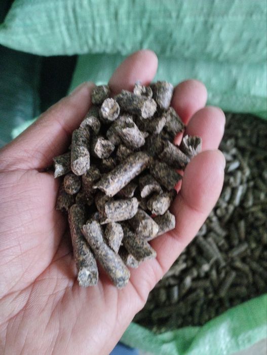 Raps va semechka shroti