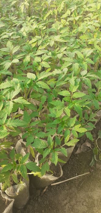 Чинто помидор нихоллари сотилади. Нихоллар зур.Таёр холатда.Нархи 1500