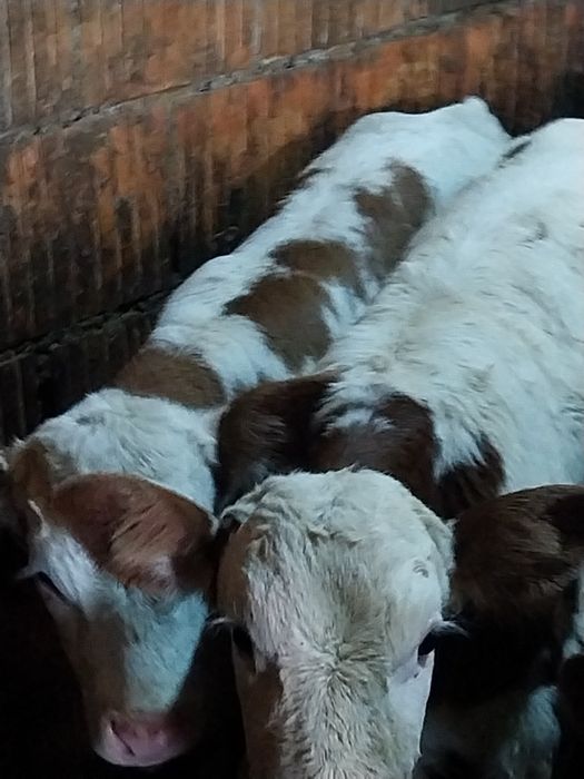 Vând taurasi belga și baltat