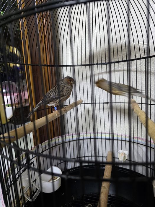 Канарейки пара красное дерево, чёрно-красный мозай