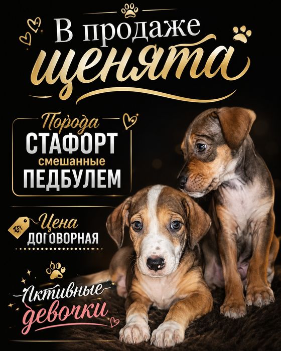 Готовы к продаже щенята  1,5 месяца .