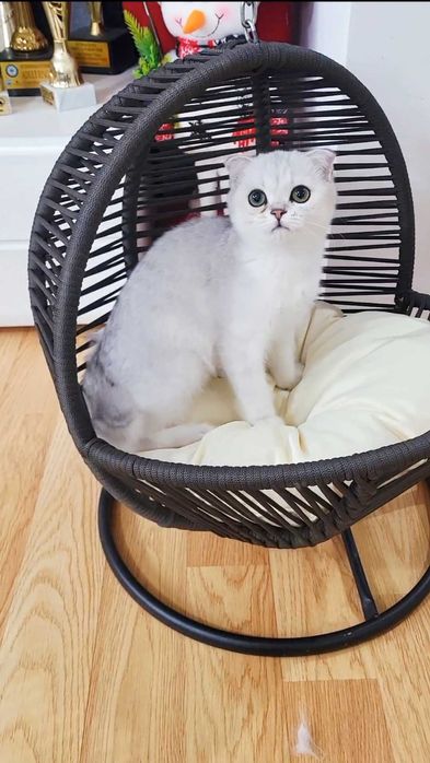 Baiat superb scottish fold cu pedigree