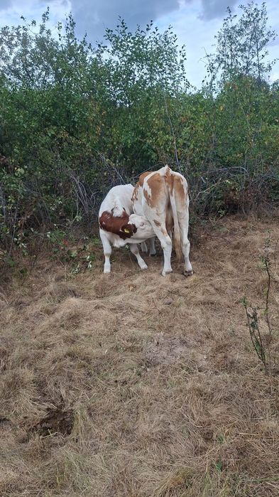 Vând vaca balțată urgent