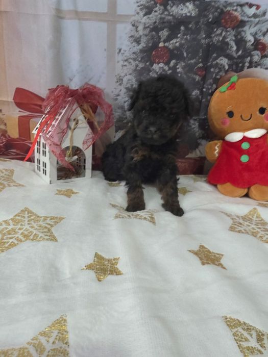 Пудел Мини с документ за произход