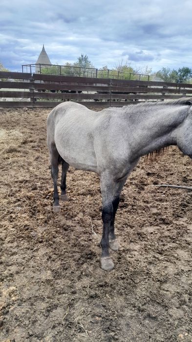 Продам кунандар жеребчики