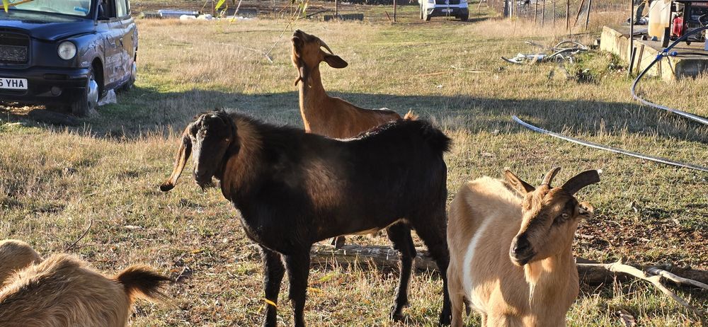 Vând țap Anglo-nubian
