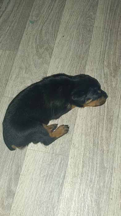 Продаются щенки ротвейлера