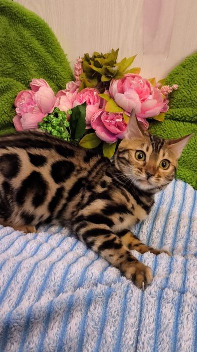 Бенгальская - Девочка ! Есть доставка ( г.Алматы )