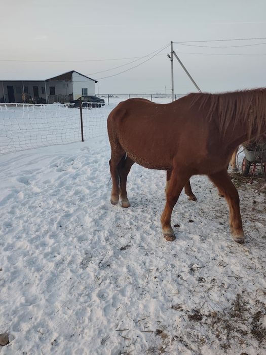 Жылқы тайларымен