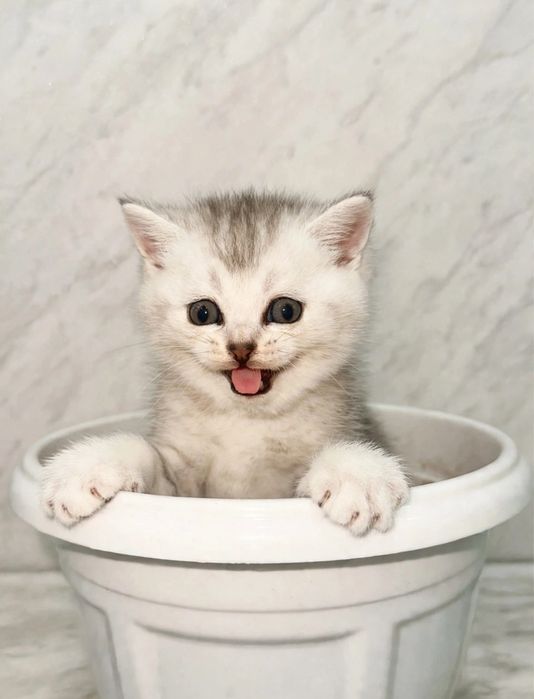 Шотландские котята шиншиллы