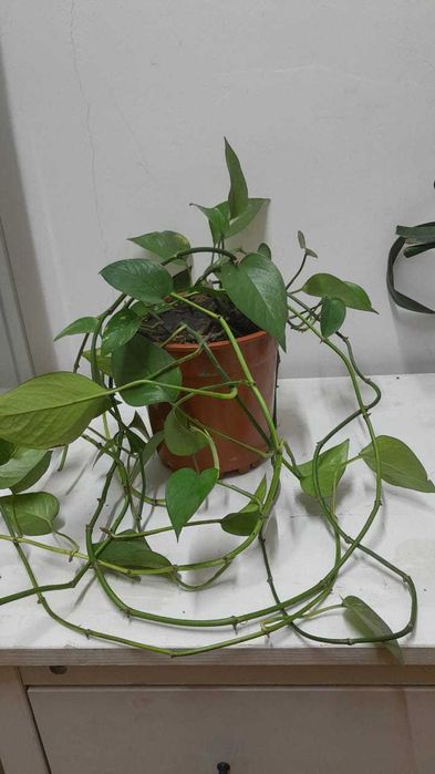 Комнатные цветы, распродажа