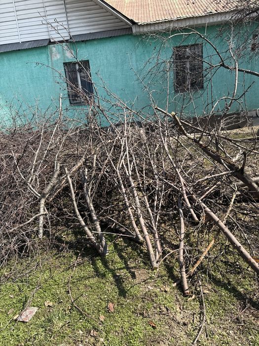 Бревно дерви ветки