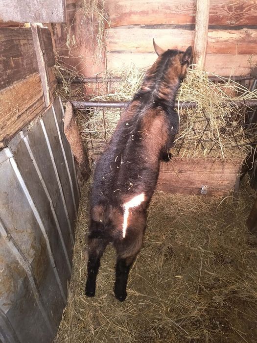 Țăpișor alpin francez