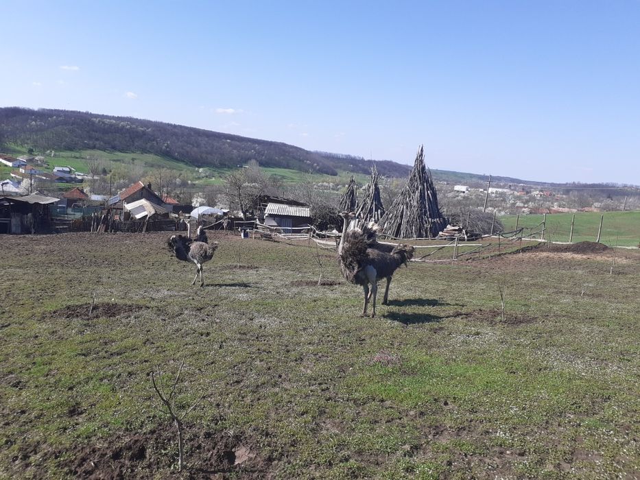 Struti emu  și african de vânzare