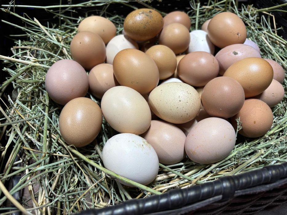 Яйца домашние с мини фермы