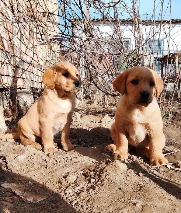 Чистокровные щенки лабрадора