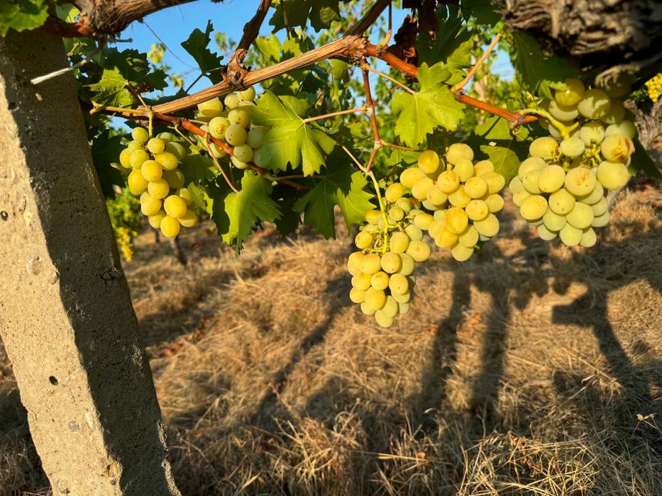 Десертно грозде за вино и ракия