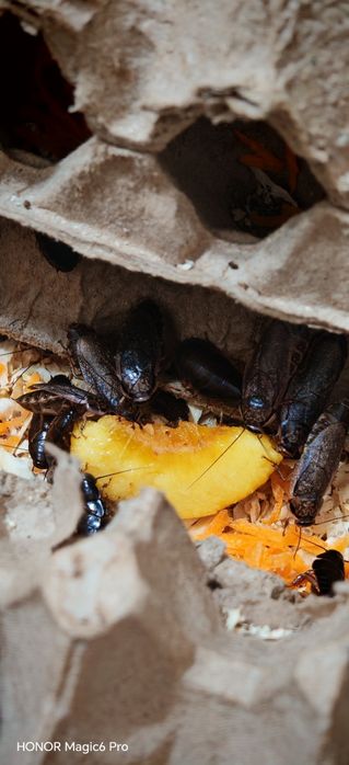 Мраморные тараканы