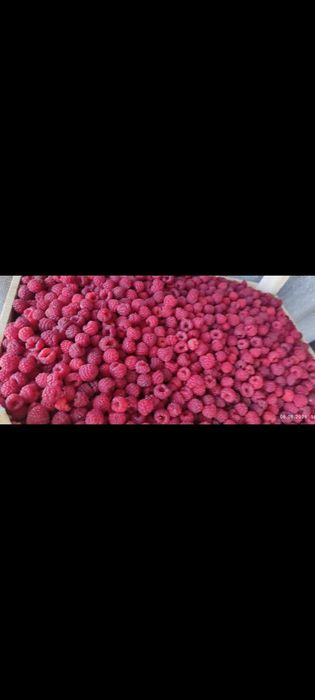 Продам малину свежая с поле