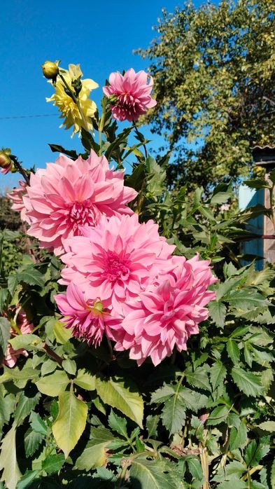 Продам рассаду раннюю