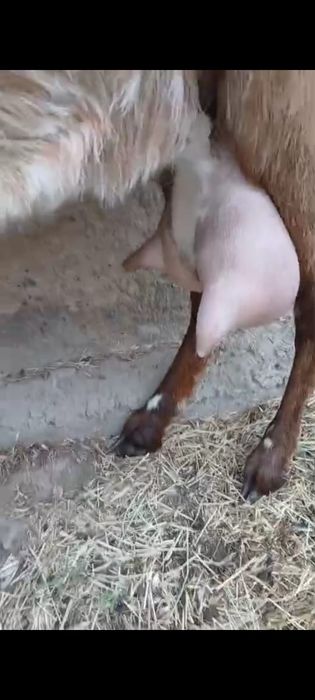 Нубиский  ешкі  сатылады