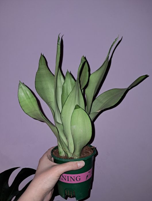 Сансевиерия Муншайн