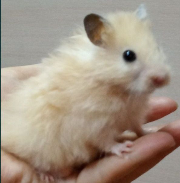 Хомяки домашние,здоровые