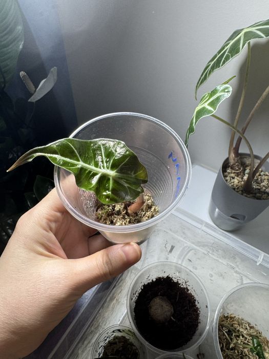 Детки алоказии полли,локо