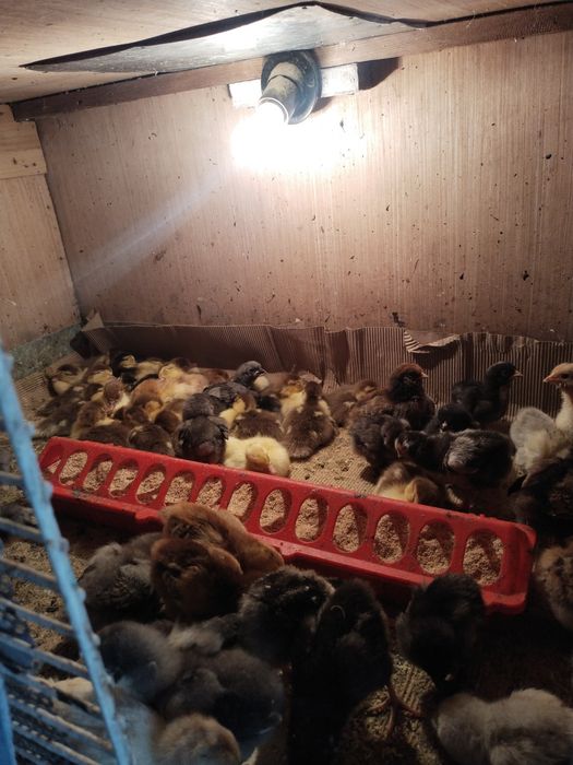 Продам Индоутят..