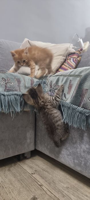 в добрые руки котят