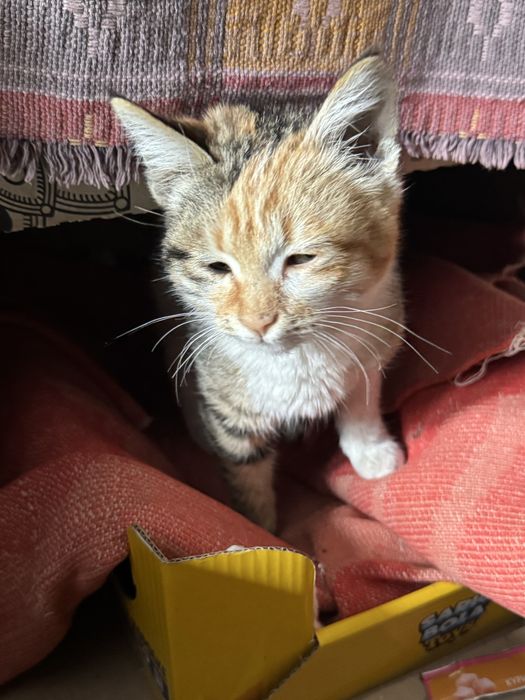 Отдам бесплатно котенка