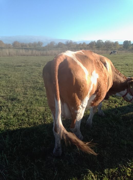 Vând vaci și vitei