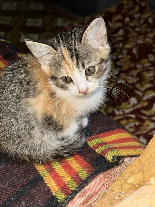 котята в хорошие руки