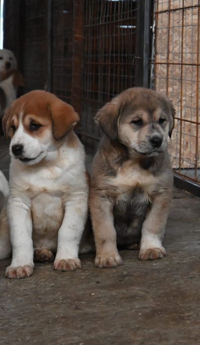 Ciobanesc de asia centrala