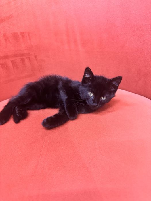 Отдаем в хорошие и добрые руки