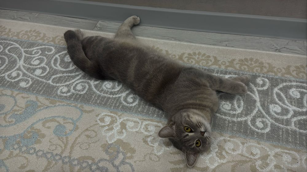 Ищем жениха кошечке, г.Уральск