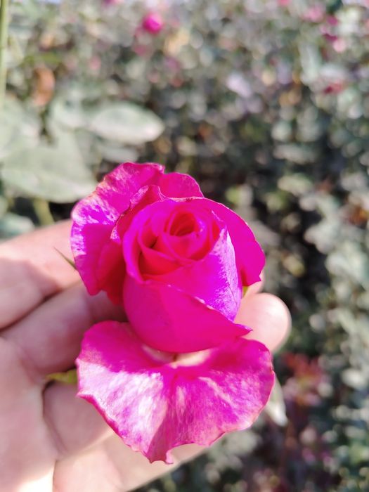 Atirgul ko'chatlari dexqonchilik