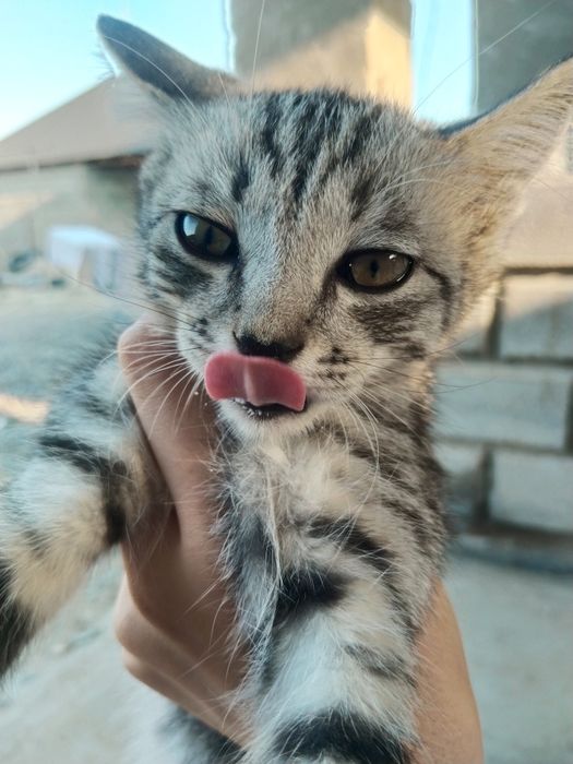 Отдам котёнок  (мальчик)