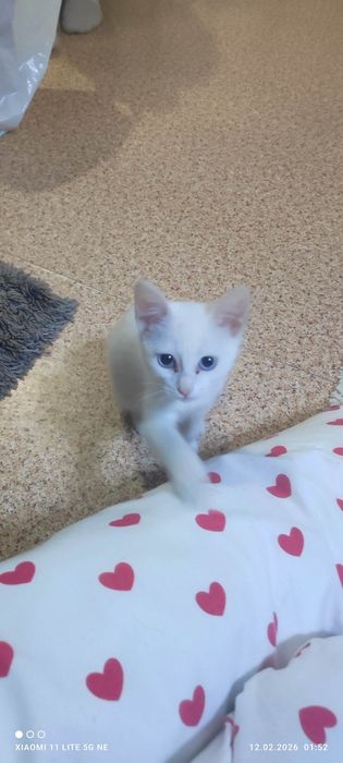 Отдам в хорошие руки !