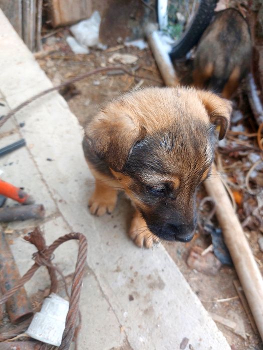 Щенки помесь яктерьера