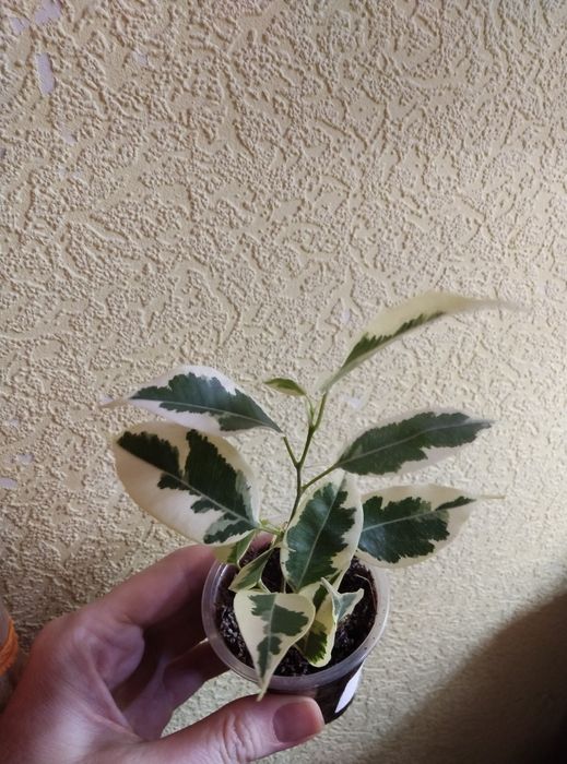 Комнатные растения