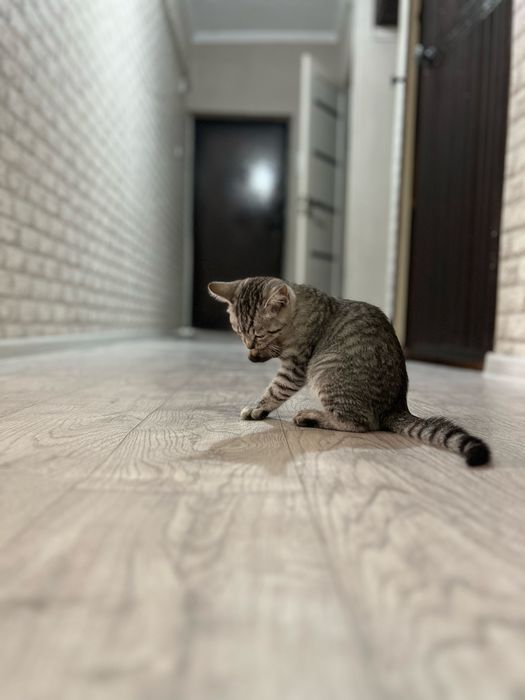 Котенок бесплатно