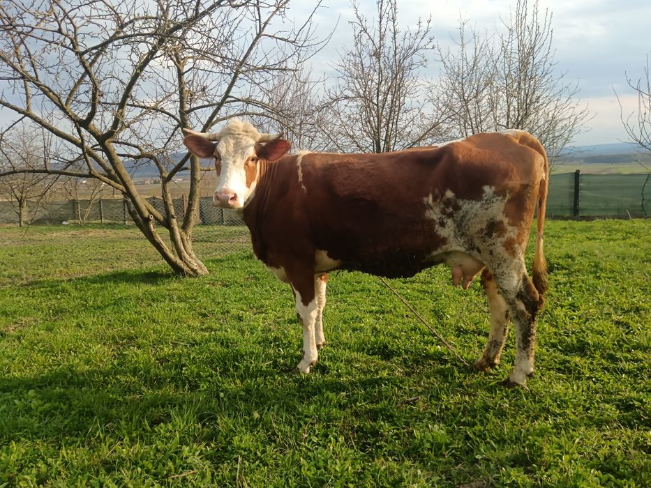 Junca prima fătare cu Vițică bălțată ,6 săptămâni negociabil