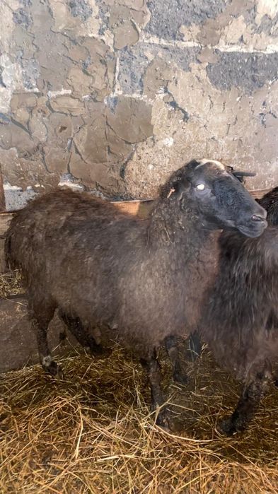 қой тоқтылар сатамын