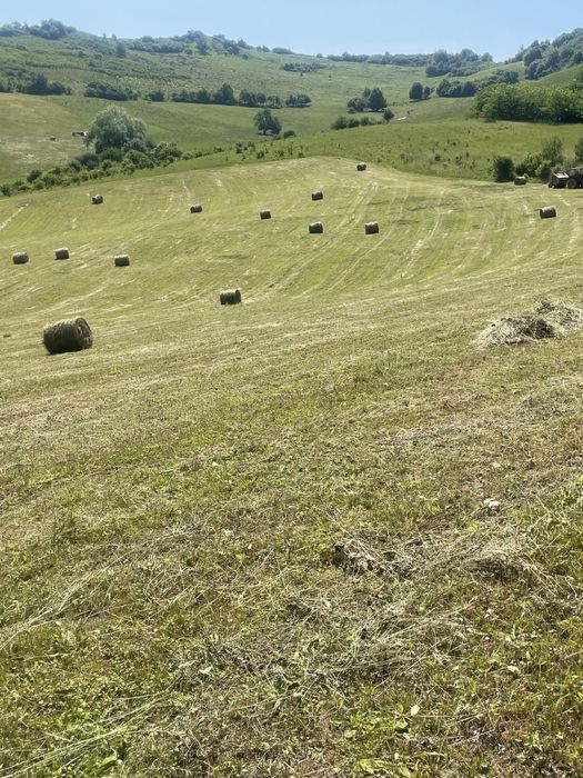 Vand fan din anul acesta