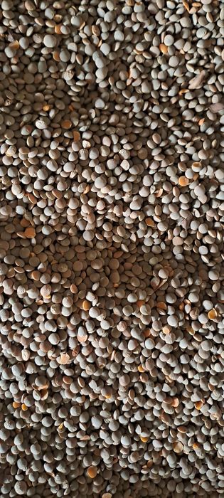 Продам чечевицу красную