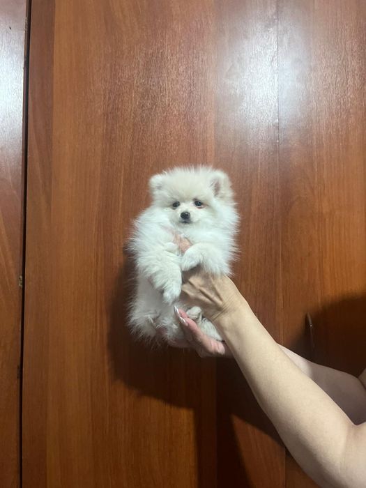 Щенки немецкого щпица