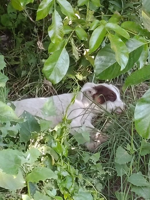 Щенята в хорошие руки