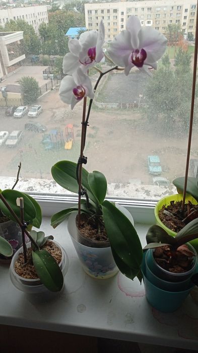Орхидеи и фиалки