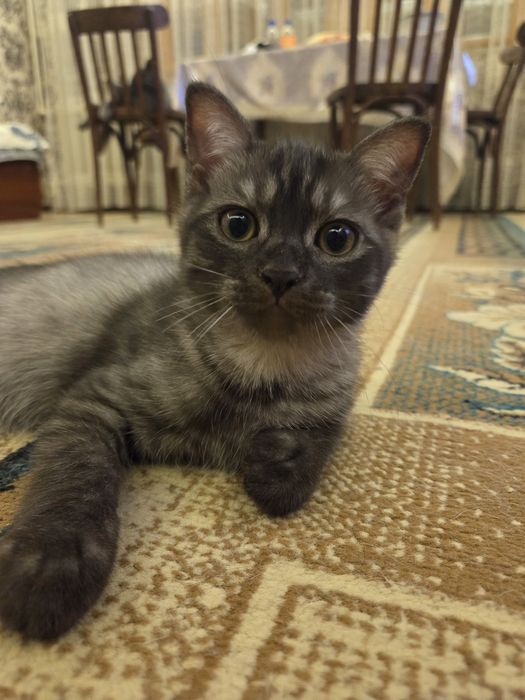 Отдам котят в хорошие руки